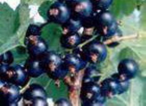 Ribes Nigrum(Black Currant Anthocyanin) 